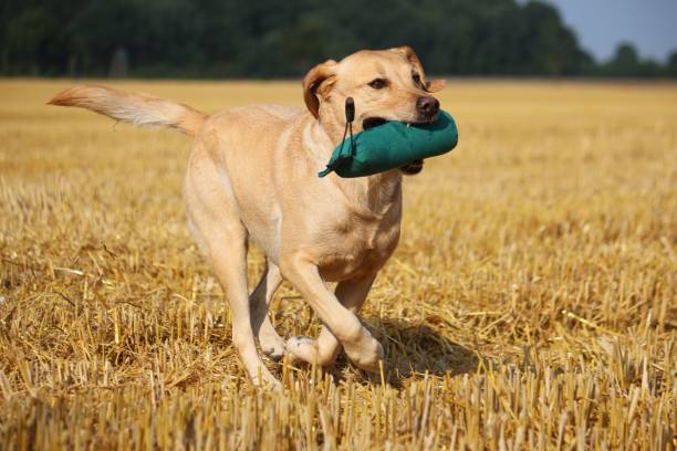 istock Labrador plays on the stubble field 845930372
