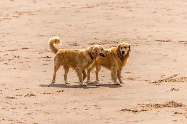 istock Who Let The Dogs Out! 845931360