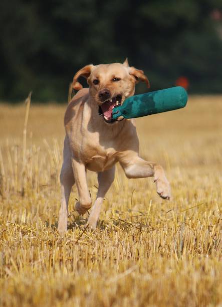 istock Labrador plays on the stubble field 845932066