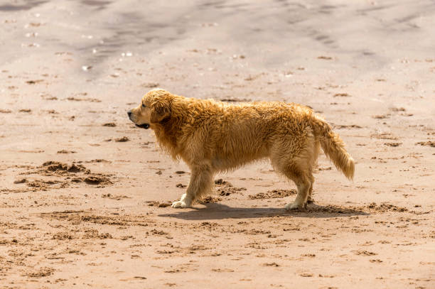 istock Who Let The Dogs Out! 845932516