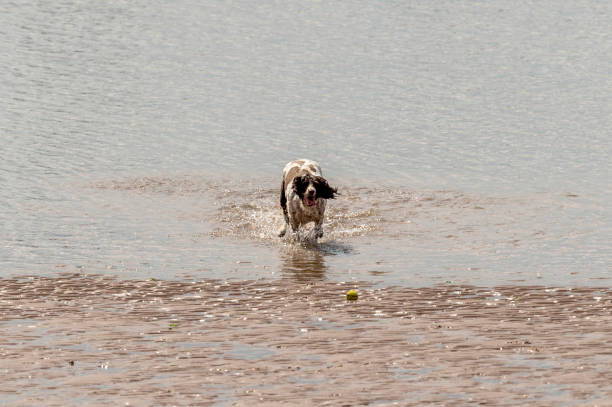 istock Who Let The Dogs Out! 845939120