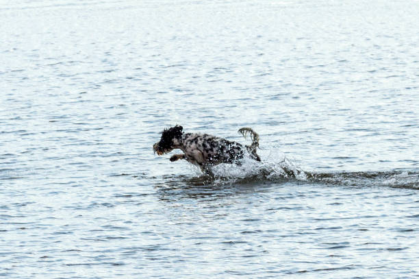 istock Who Let The Dogs Out! 845939228