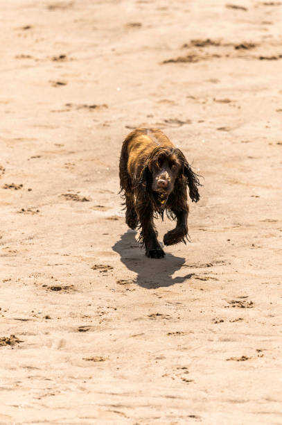 istock Who Let The Dogs Out! 845942918