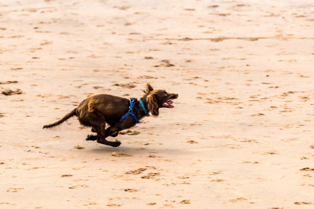 istock Who Let The Dogs Out! 845945642
