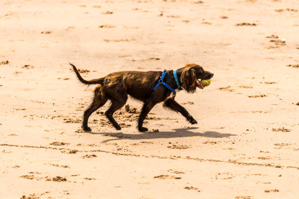 istock Who Let The Dogs Out! 845946024