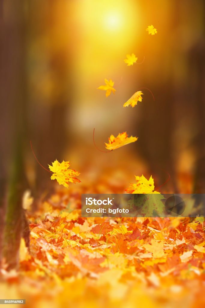 Falling Autumn Leaf Falling Autumn leaves in lively sunlight. Autumn Stock Photo