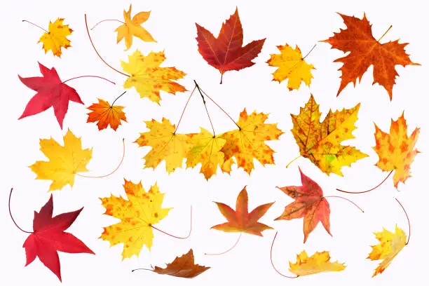 Photo of Collection of isolated autumn leaves