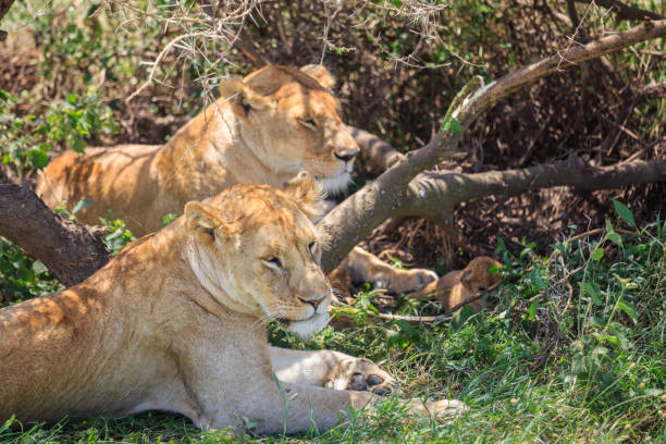 istock lioness and baby cubs 845950088