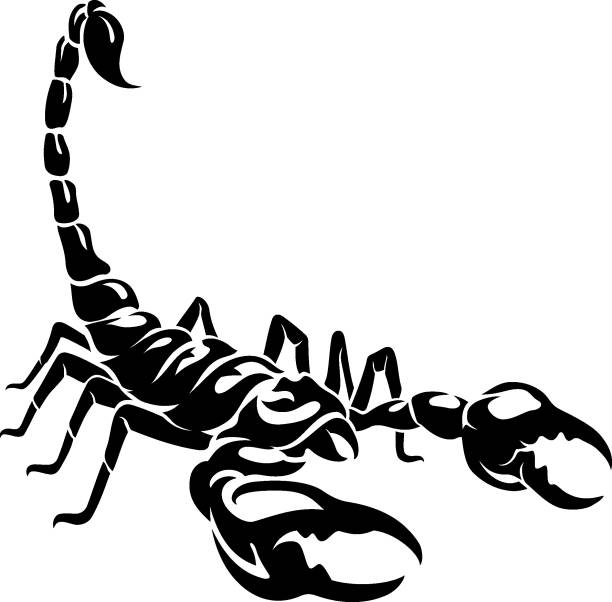 schwarzen skorpion artwork - skorpion spinnentier stock-grafiken, -clipart, -cartoons und -symbole