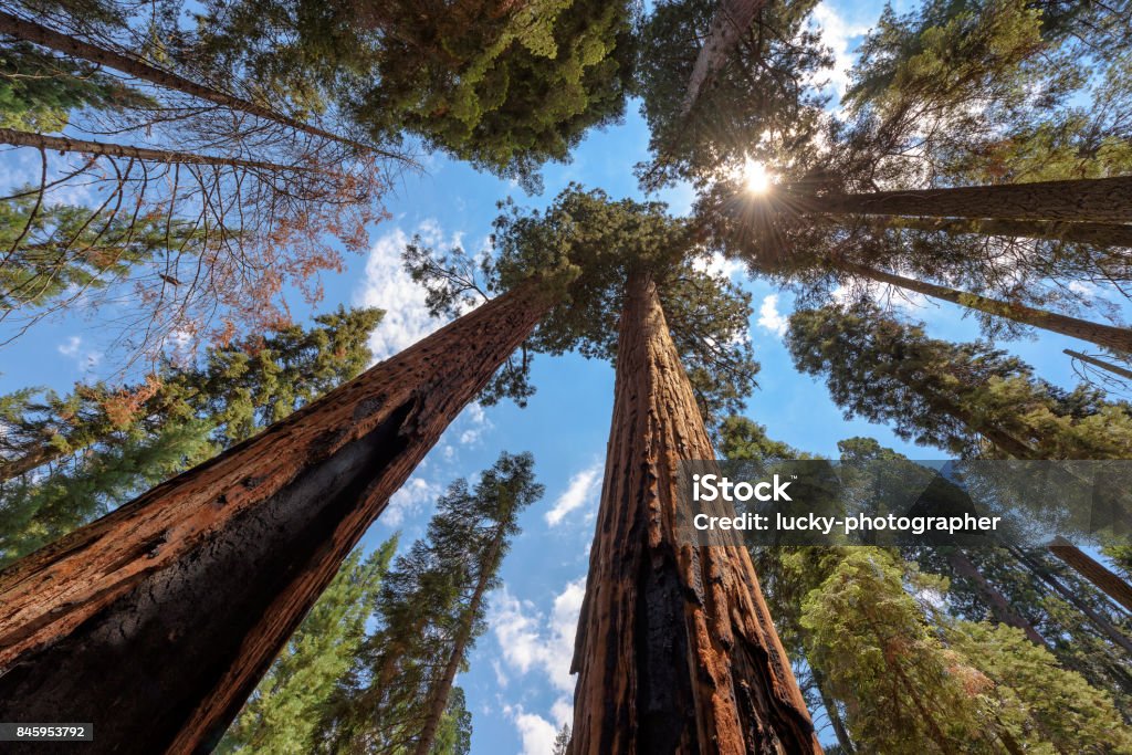Sequoia Tree rising to the sky Wide-angle view of famous giant sequoia trees, known as giant redwoods or Sierra redwoods, on a beautiful sunny day with blue sky and clouds in summer, Sequoia National Park, California, USA. Sequoia Tree Stock Photo