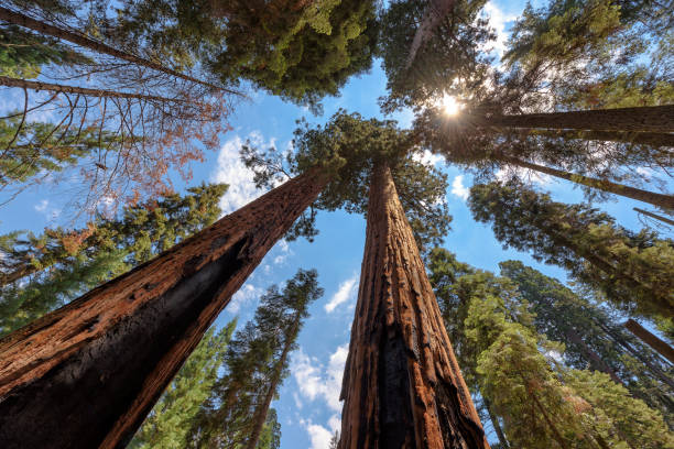 Sequoia Tree rising to the sky Wide-angle view of famous giant sequoia trees, known as giant redwoods or Sierra redwoods, on a beautiful sunny day with blue sky and clouds in summer, Sequoia National Park, California, USA. sequoia tree stock pictures, royalty-free photos & images