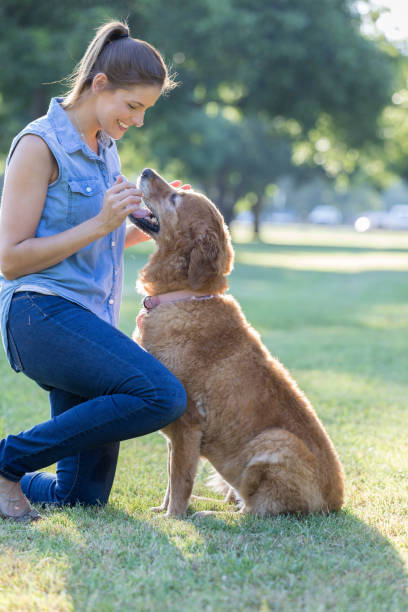 istock Confident dog owner works on obedience training with her dog 845953814