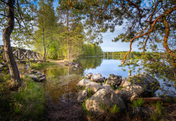 paisaje del parque nacional en la mañana luminosa de verano en liesjärvi, finlandia. - musgo apretado fotografías e imágenes de stock