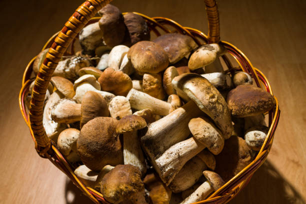 istock Porcini in the basket 845959362