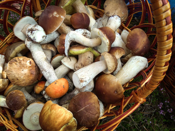 istock Mushrooms in the basket 845959410