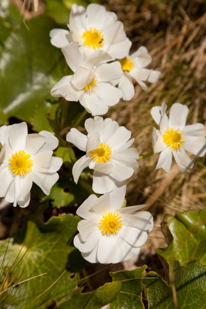 istock Mountain flowers, white and yellow 845959926