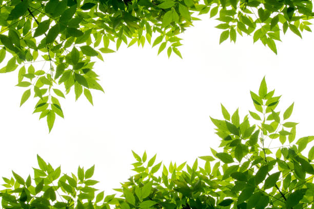 grünes blattrahmen isoliert auf weißem hintergrund - blatt pflanzenbestandteile fotos stock-fotos und bilder