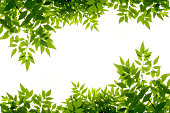 green leaf frame isolate on white background