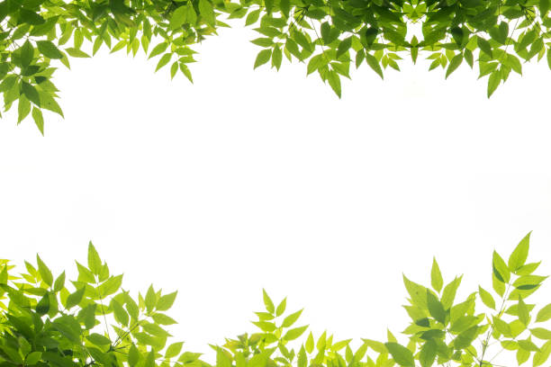 green leaf frame isolate on white background stock photo
