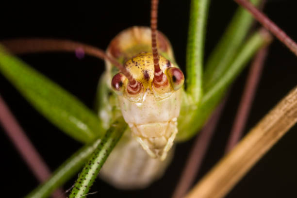 cavalletta - cricket locust grasshopper insect foto e immagini stock