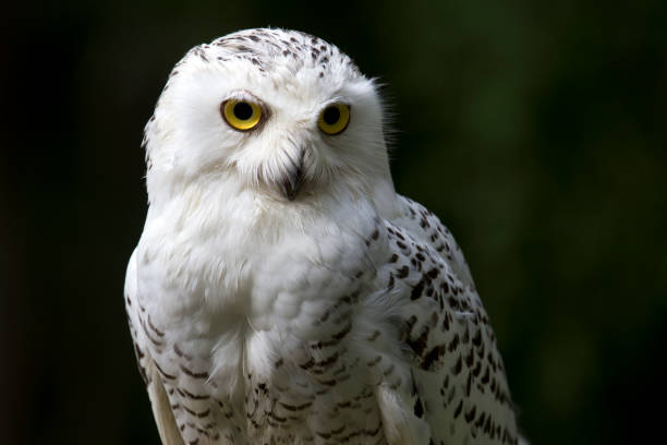 istock Snowy owl portrait 845963014