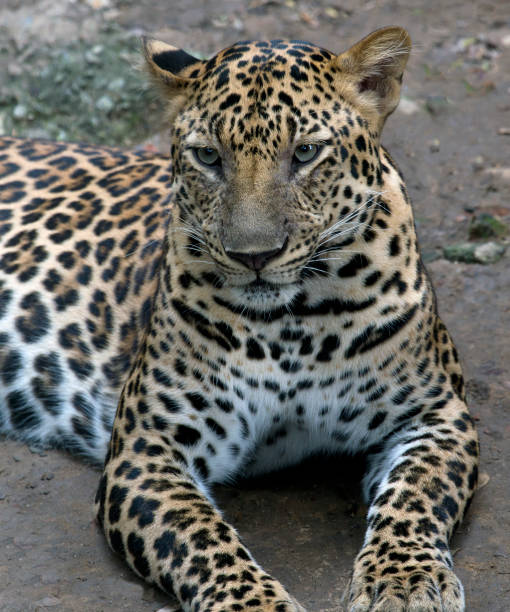 pantera leopardo - indochina wild animals cats travel locations foto e immagini stock