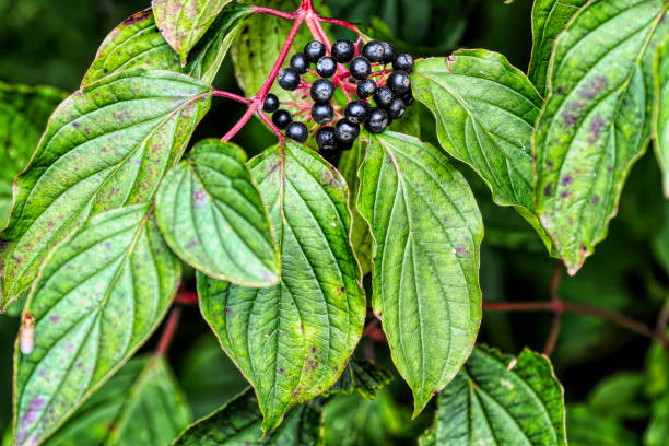 The common dogwood (Cornus sanguinea) has charcoal black berries with red stems, somewhat similar to elderberry. It is a shrub growing from 2 to 6 metres in height.