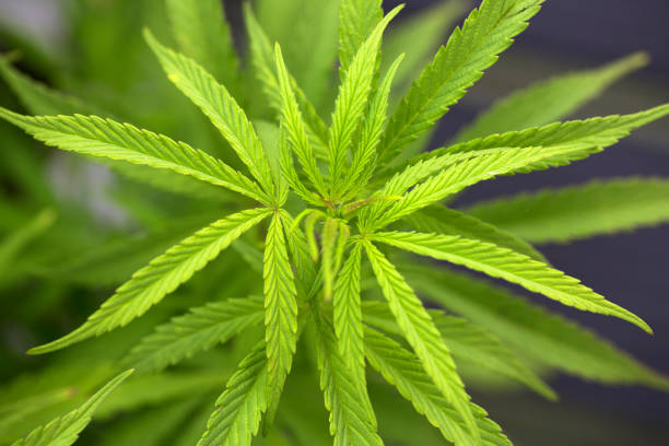 Cannabis sativa