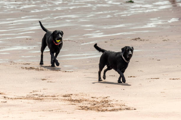 istock Who Let The Dogs Out! 845967138