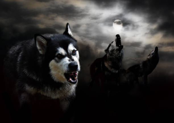 istock dark gloomy night with the moon in the clouds three wolves 845967222