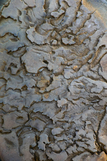 istock Elephant foot , foot print on the elephant foot 845968036
