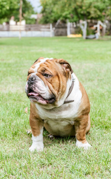 istock English bulldog in backyard 845969706