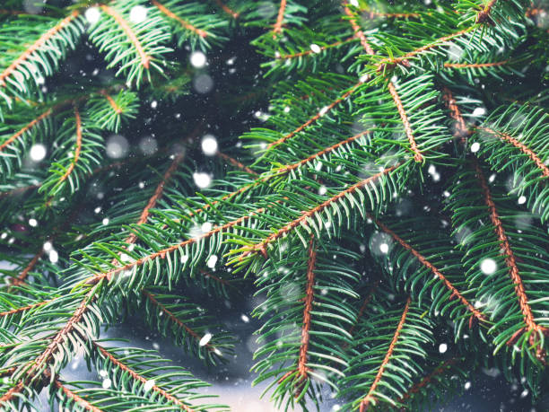 istock Winter forest fir tree branches background 845970750