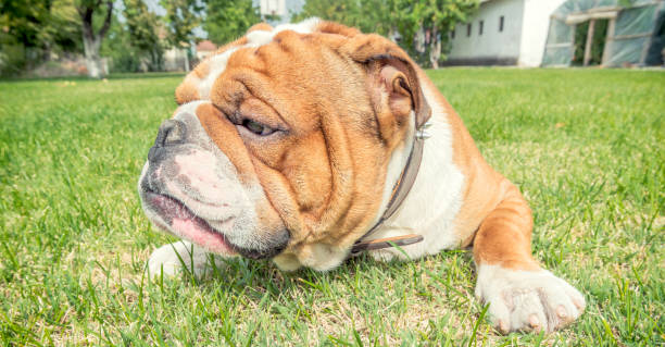 istock Angry English bulldog 845972926