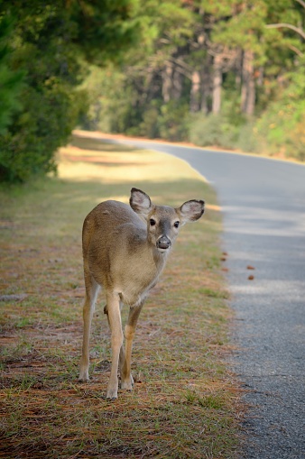 A young White-tailed deer looks at the camera, either shy of just curious in the Cape Hatteras National Seashore on the north carolina outer banks