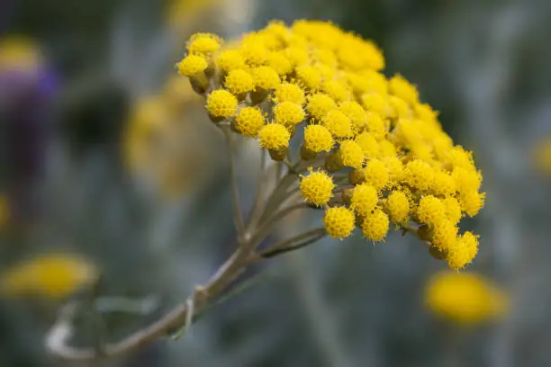 helichrysum flowers on a blurred background