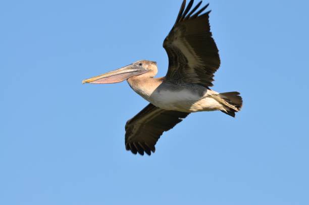 istock Pea Island Brown Pelican Closeup 845977018