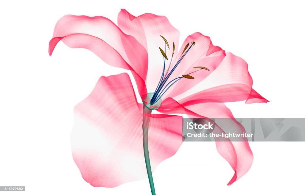 immagine a raggi X di un fiore isolato su bianco, il Giglio - Foto stock royalty-free di Immagine a raggi X