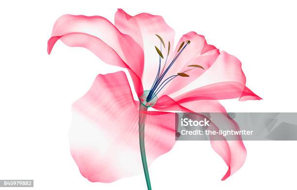 Immagine A Raggi X Di Un Fiore Isolato Su Bianco Il Giglio - Fotografie stock e altre immagini di Immagine a raggi X