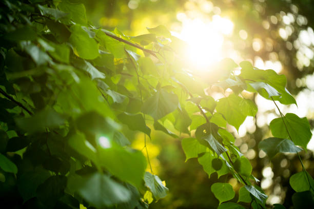 istock the sun behind green leaves for backgrounds 845981474