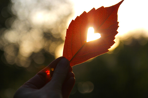 Autumn red leaf with cut heart in a hand.