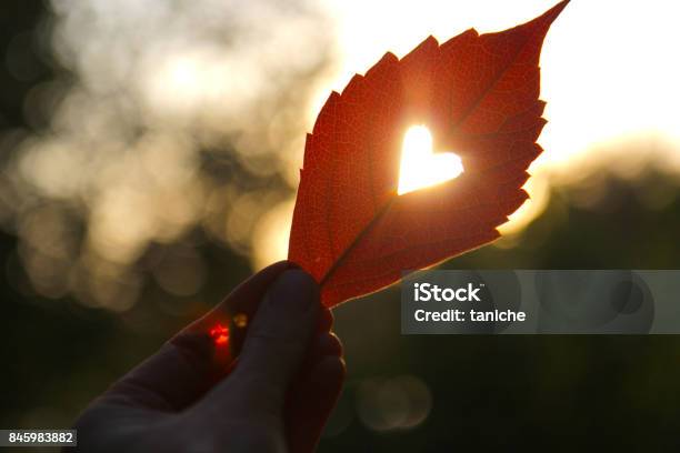 Foto de Outono Folha Vermelha Com Coração Cortado Em Uma Mão e mais fotos de stock de Outono