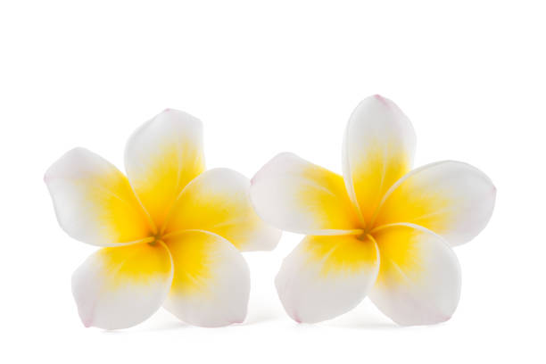 Two Frangipani flowers  isolated on white background