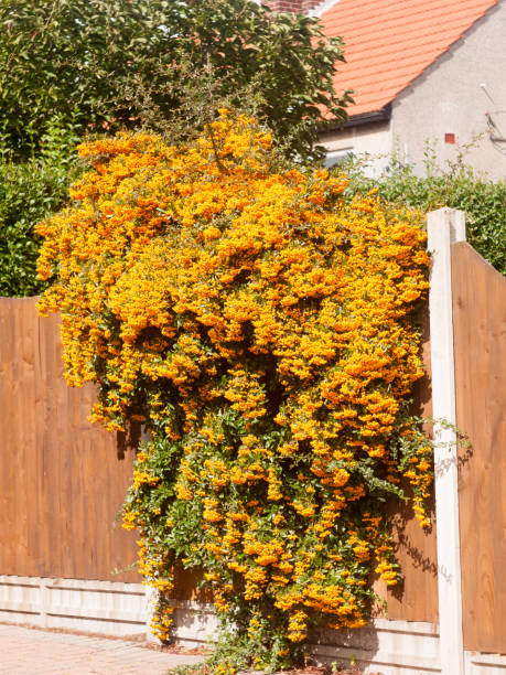 istock orange rowan berries tree hanging over front garden fence 845984300