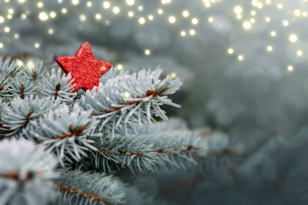 Blue Pine branches and red Christmas star stock photo