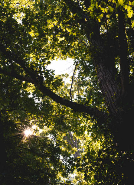 Look up stock photo