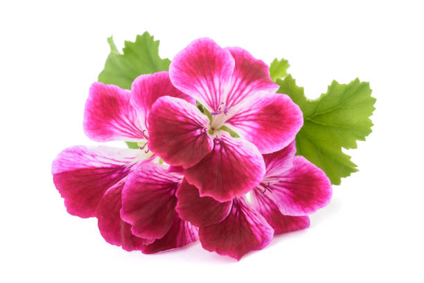 istock Pelargonium grandiflorum Imperial 845985212