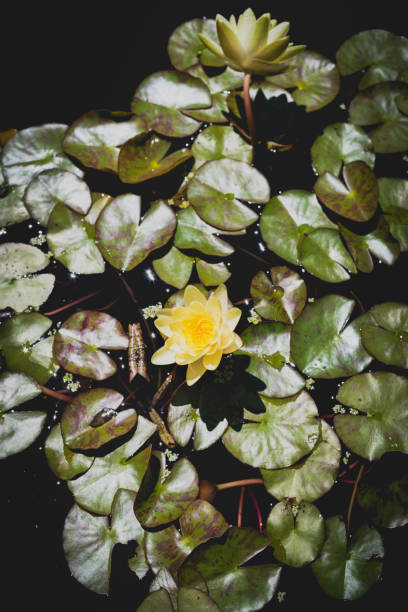 Water lily stock photo