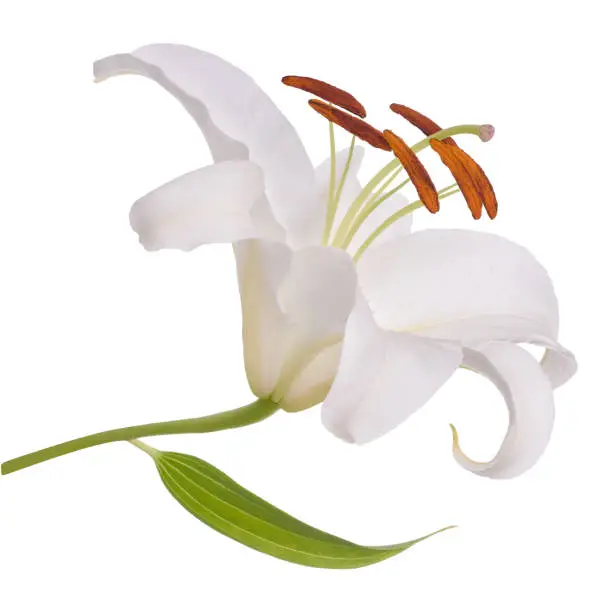 Photo of White lily flower