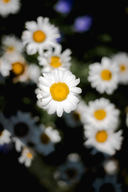 Daisies stock photo